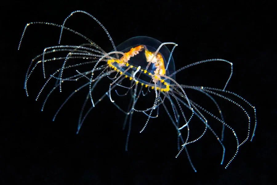 Deep Sea Photography Translucent Spider