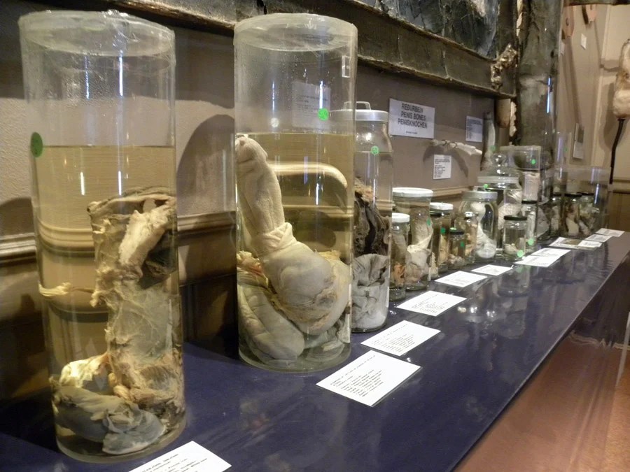 Penis Museum