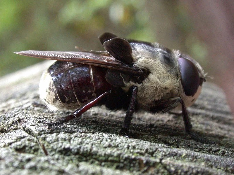 7 Scary Insects That Will Give You Nightmares