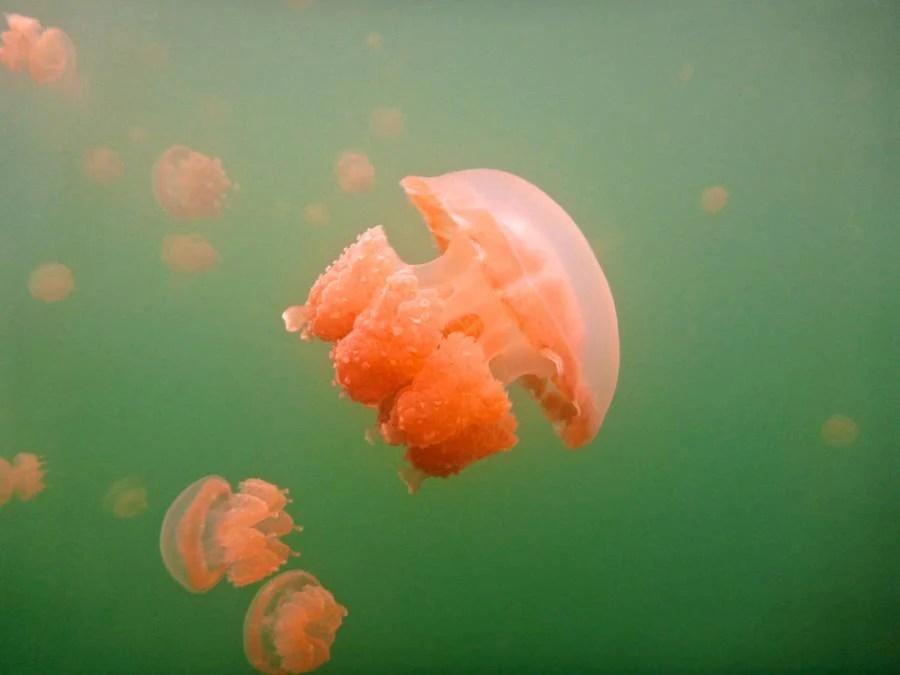 Red Jellyfish