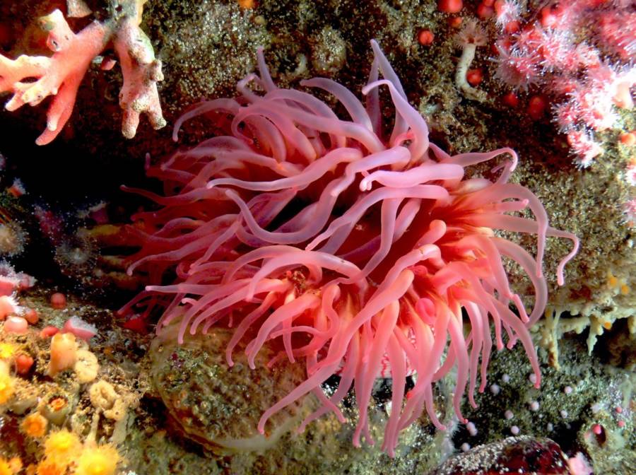Sea Anemone