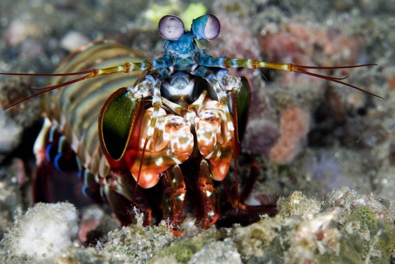 Mantis Shrimp