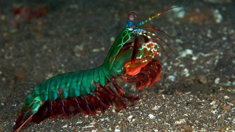 Animals With Superpowers Shrimp Side