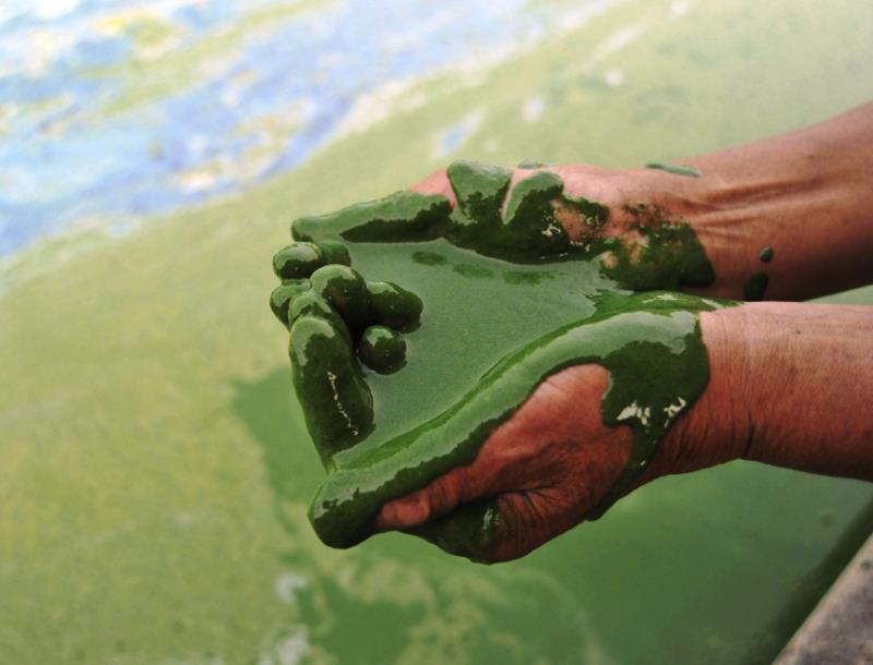 Green Sludge