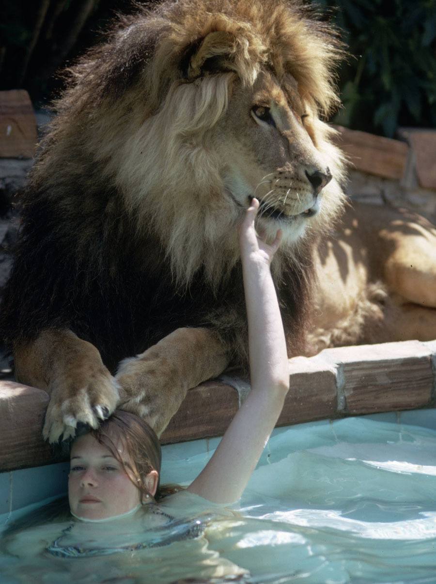 Melanie Griffith With Pet Lion