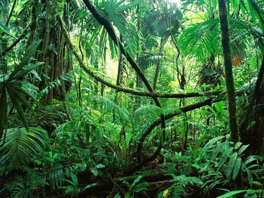 20 Alarming Photos Of The Disappearing Amazon Rainforest