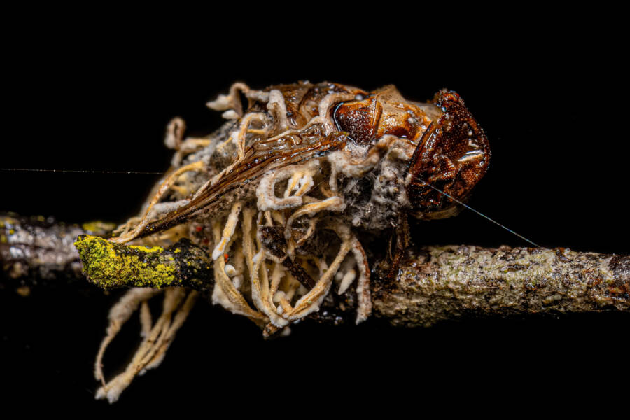 Cordyceps, The Parasitic Fungus That Makes Insects Grow Horns