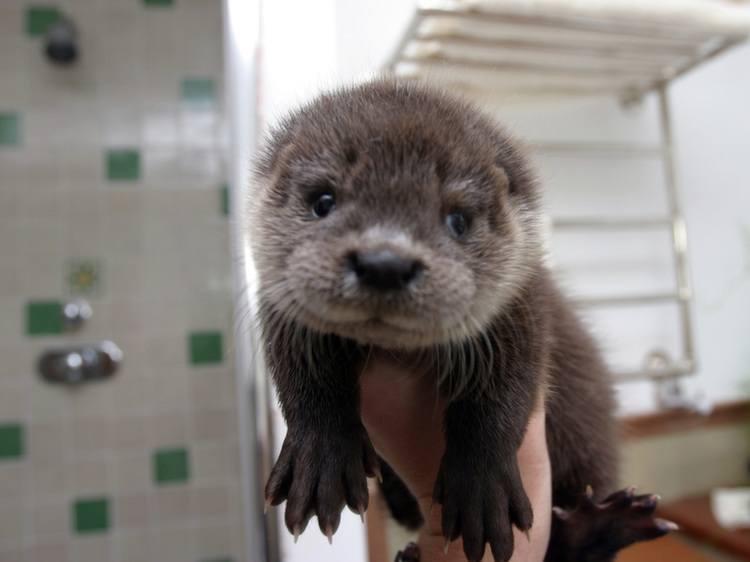 Parasite Spread By House Cats Is Killing California's Sea Otters | Smart News | Smithsonian Magazine From Otters To Capybaras, 6 Weird Pets That You Could Actually Own