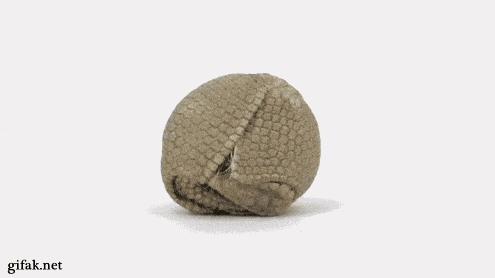 Armadillo