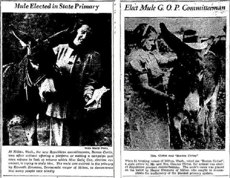 Animals Office Boston