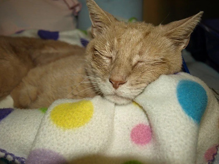 Animals Office Stubbs