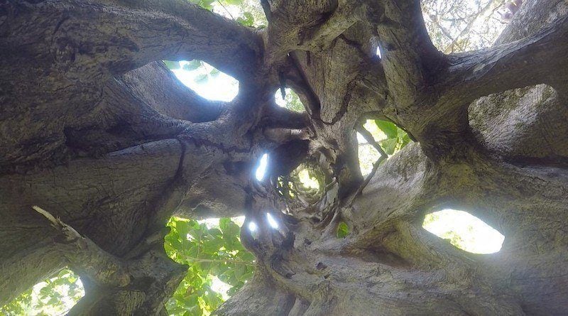 Hollow Climbing Tree