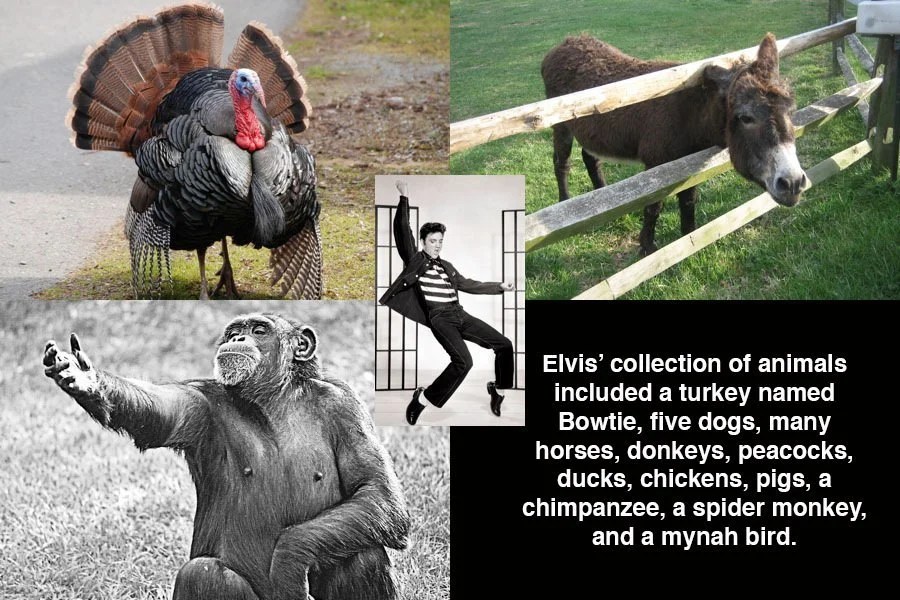 Elvis Animals
