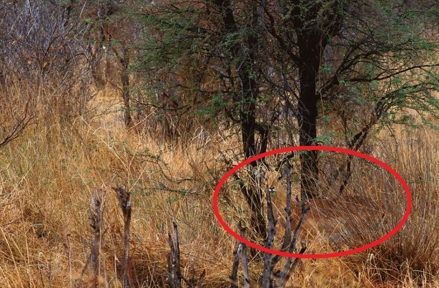 Impala Circled