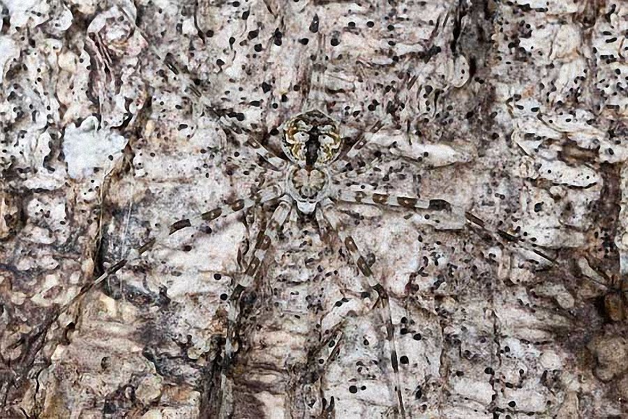 Long Spinnered Bark Spider