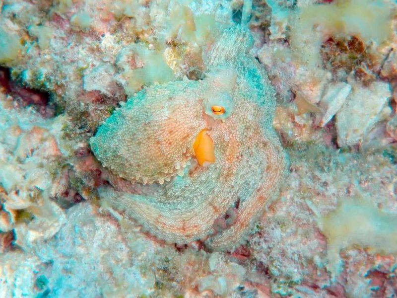 Mediterranean Octopus