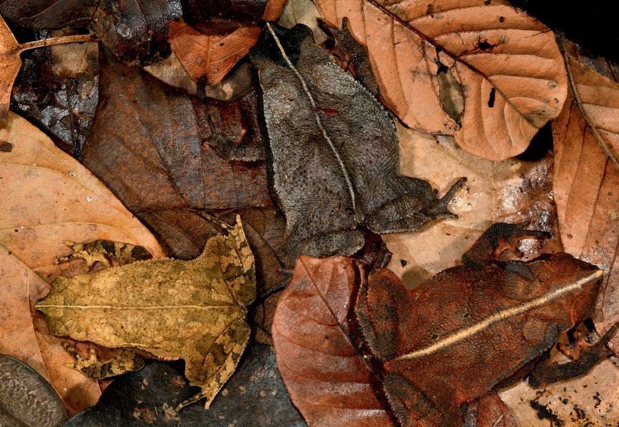 Three Leaf Litter Toads