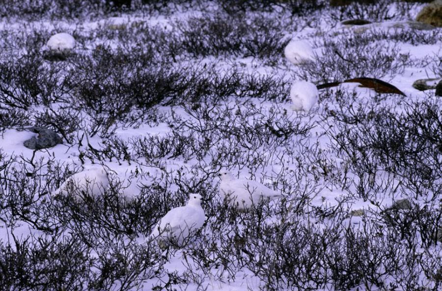 White Tailed Ptarmigans