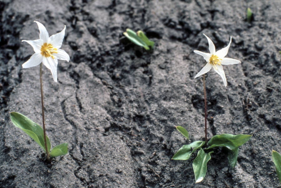 Flowers On Mount St Helens