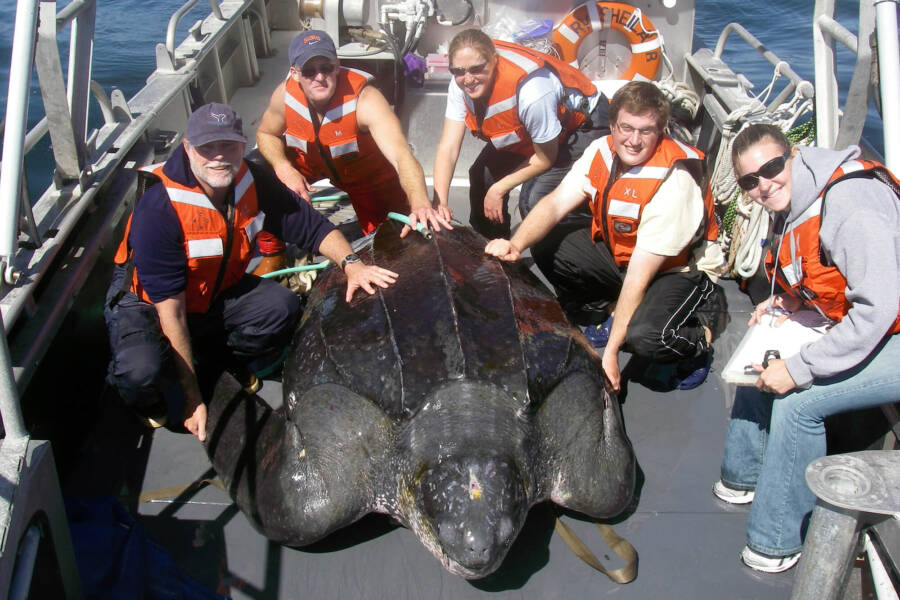 Leatherback Sea Turtle With Researchers