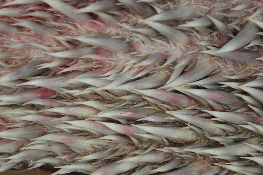 Papillae In Leatherback Sea Turtle Mouth