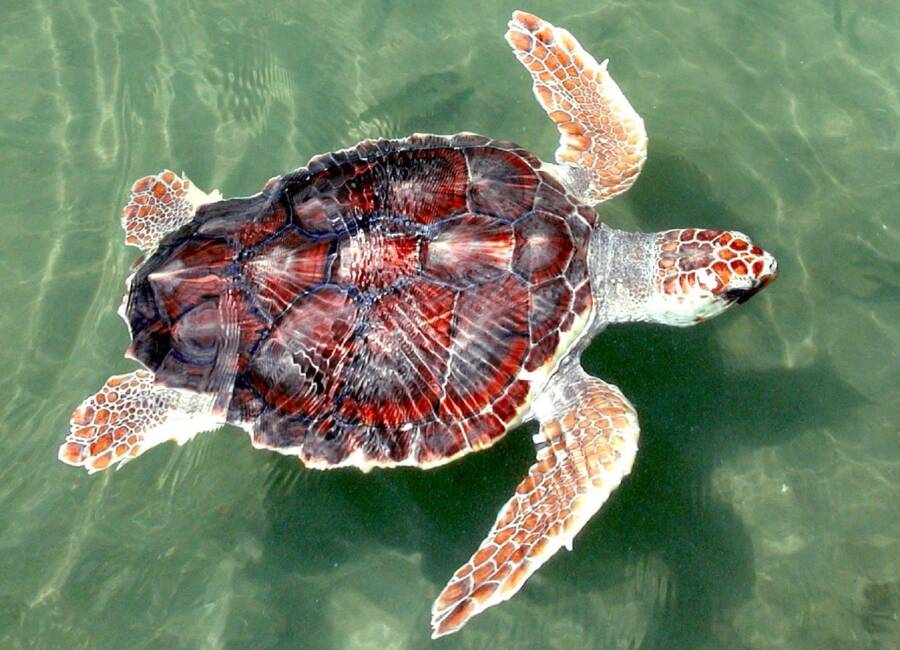 Sea Turtle Mouth