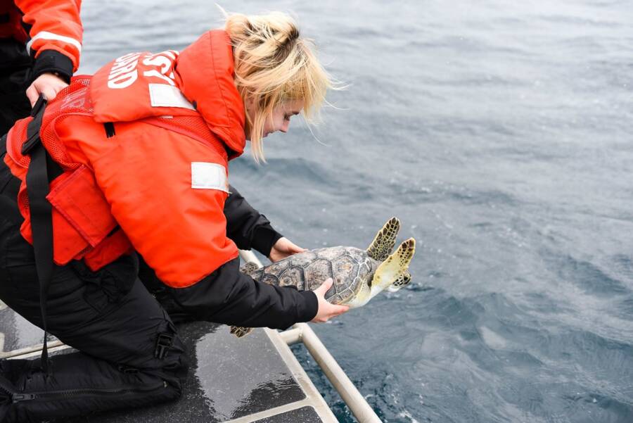 Sea Turtle Rescue
