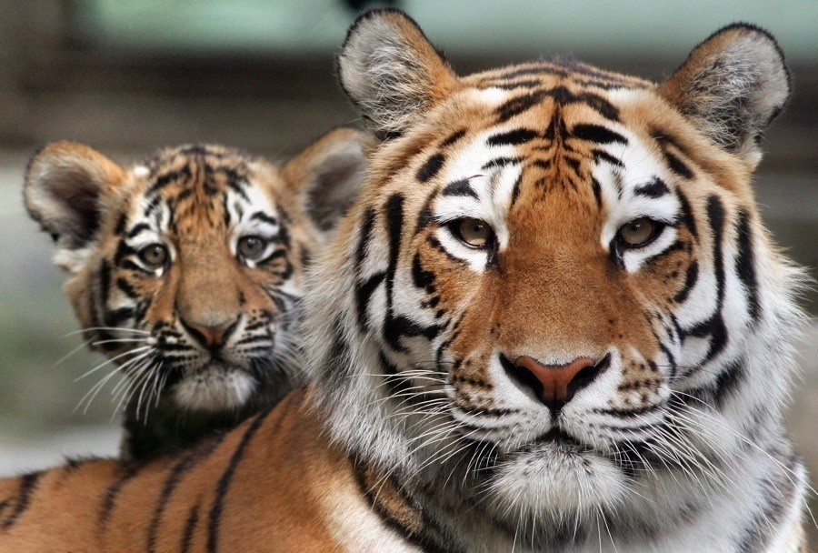 Tiger Population On The Rise For The First Time In 100 Years