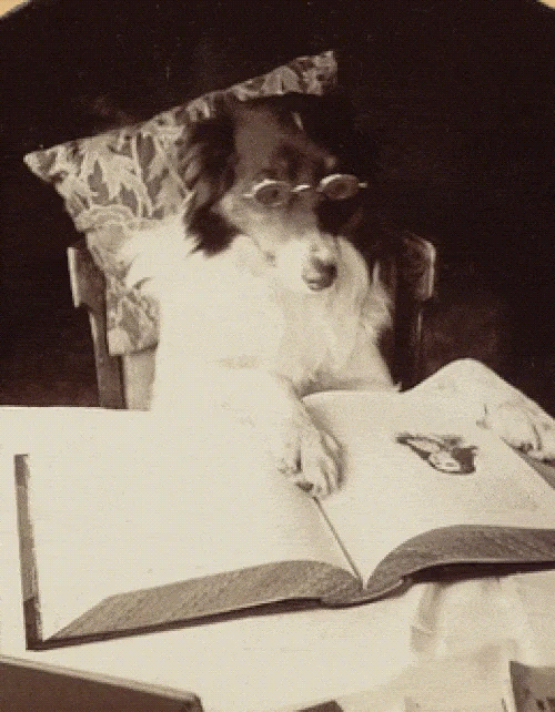 Dog Reading
