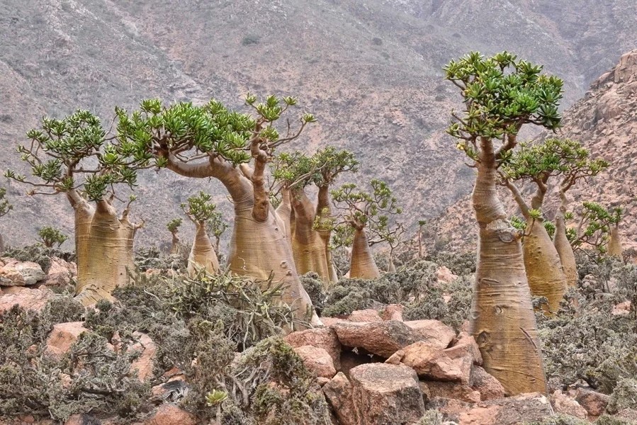 Yemen Trees