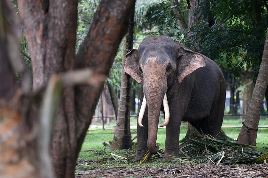 Asian Elephant