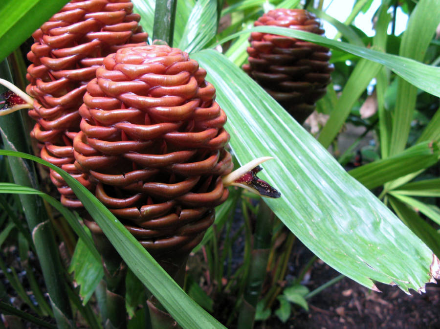 7 Unique Flowers You're Lucky You'll Never Come Across