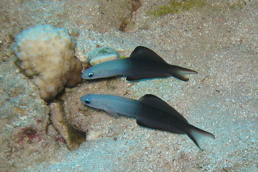 Hermaphrodotism In Nature 10 Animals That Can Be Both Male And Female