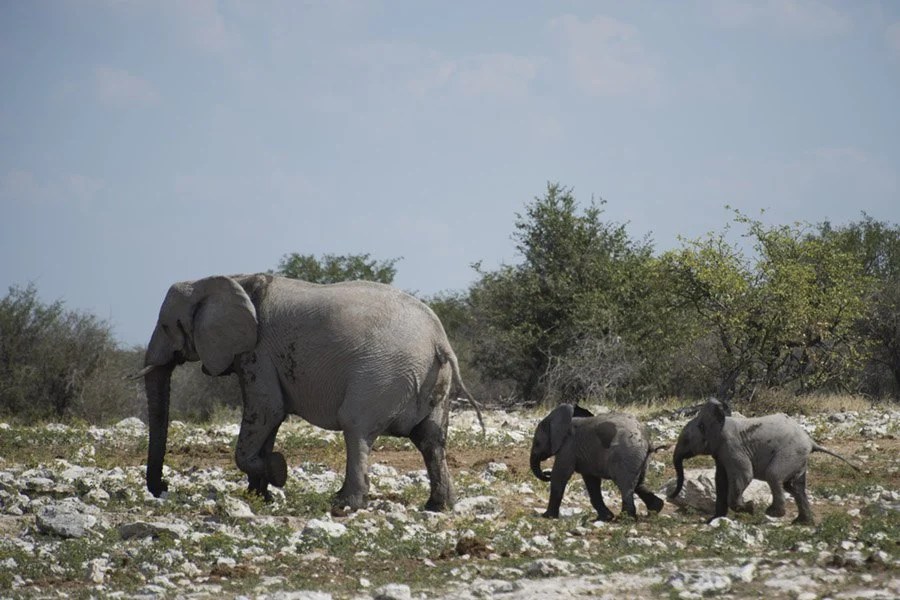 How Long Elephant Pregnancy Lasts