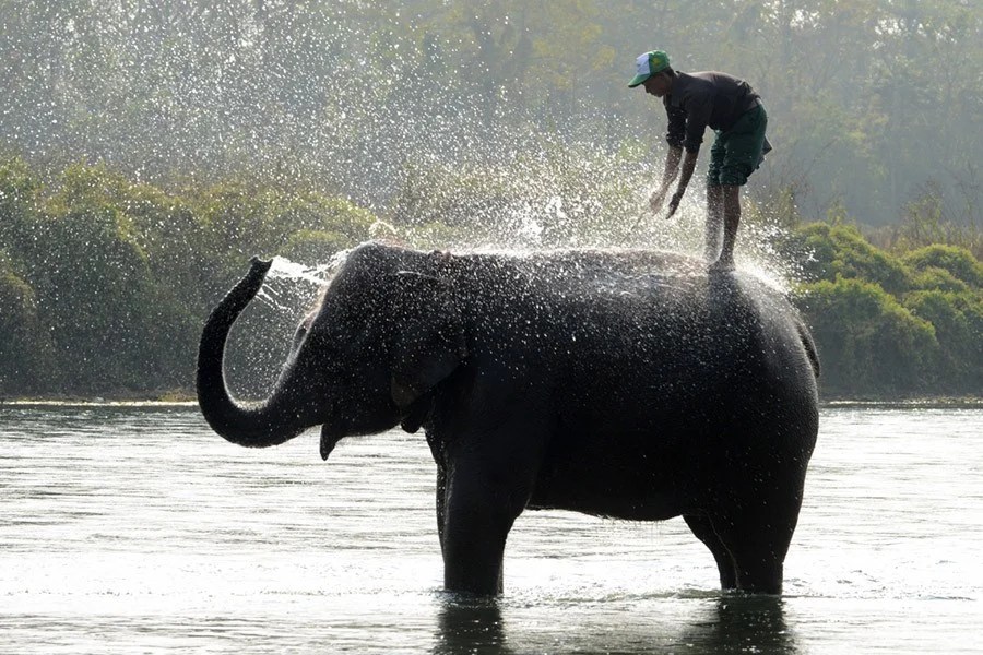 Elephant Bath