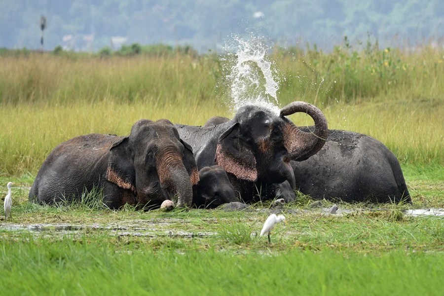 Elephants Sense Of Smell