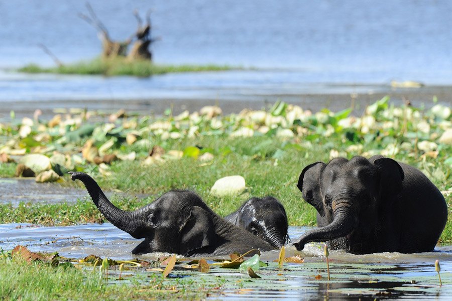 Elephants Cooling Down