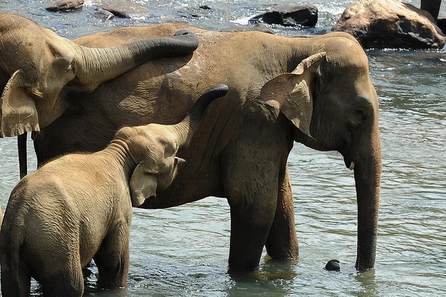 How Elephants Comfort One Another