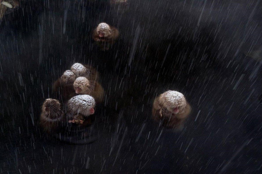 Snow Monkeys Rain