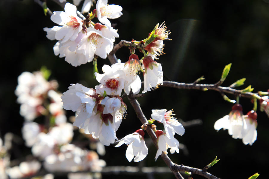 Almond Flower