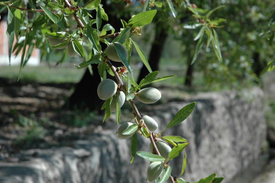 Almond Tree