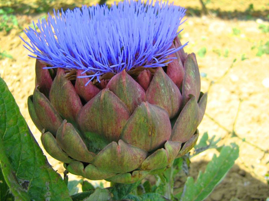 Artichoke Flower