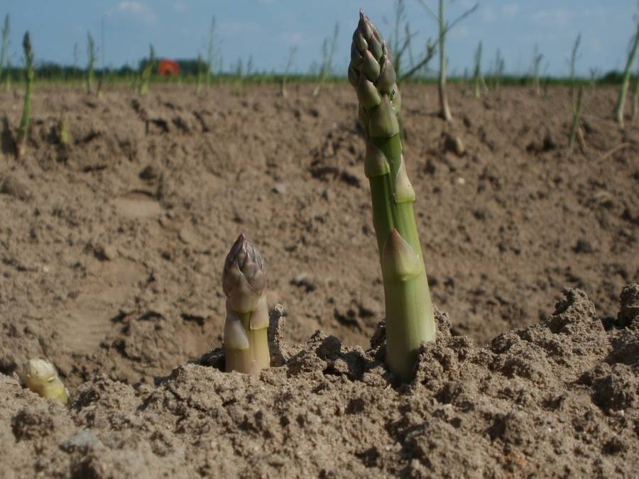 Asparagus Growing