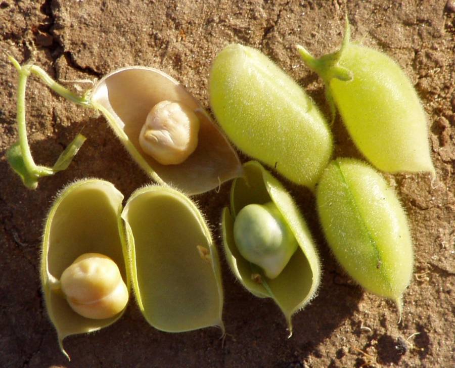 Chickpea Pods