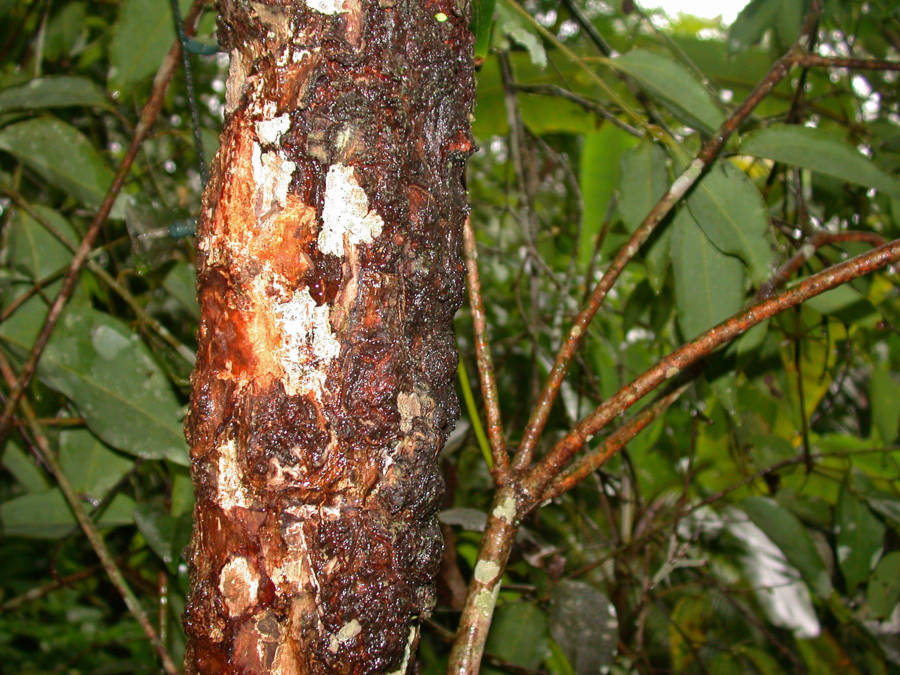 Cinnamon Tree