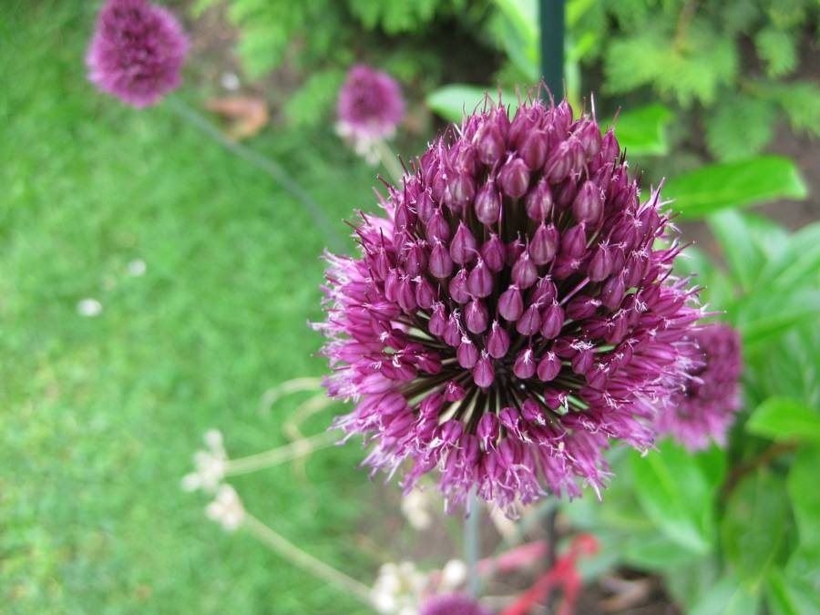 Leek Flower