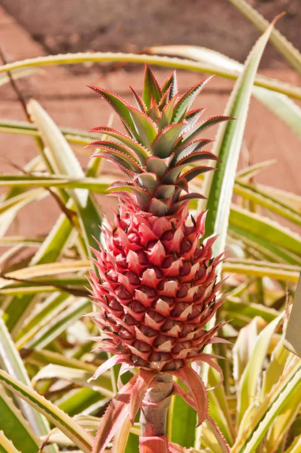 Pineapple Plant