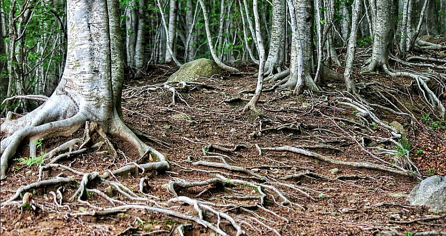 How Trees Talk To Each Other
