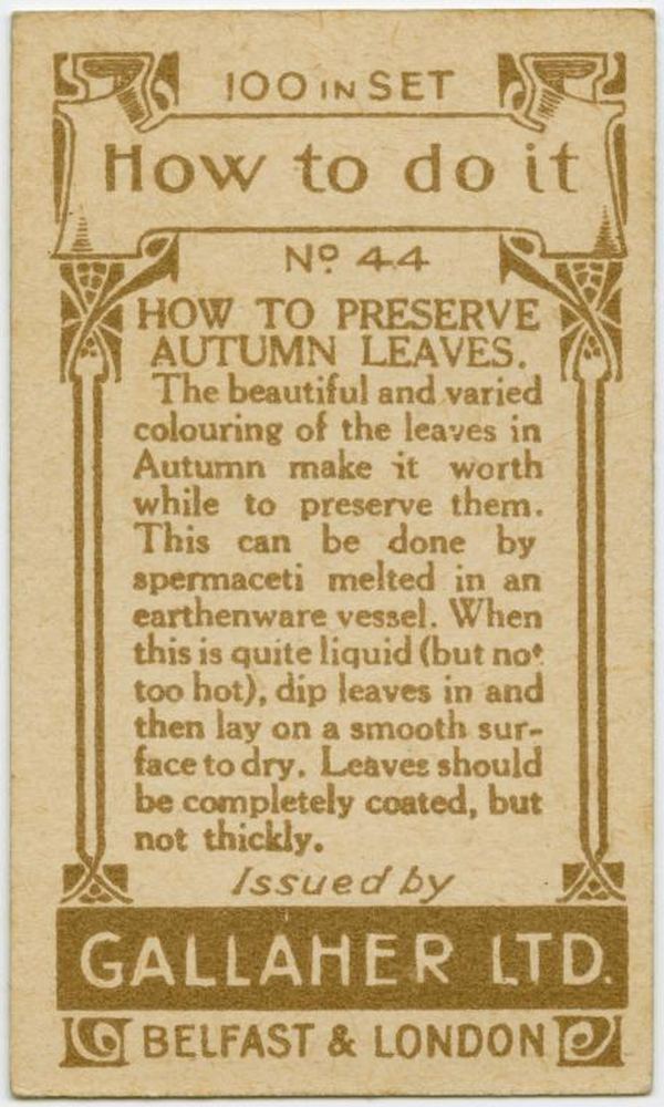Preserve Autumn Leaves Back