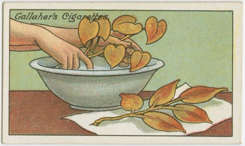 Preserve Autumn Leaves